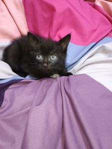 Котеня, дівчинка