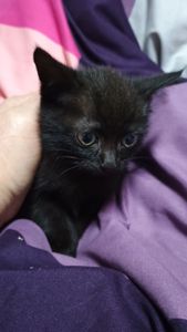 Котеня, дівчинка