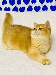 Британська золота шиншилла