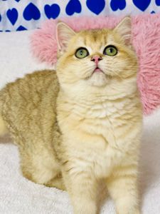 Британська золота шиншилла