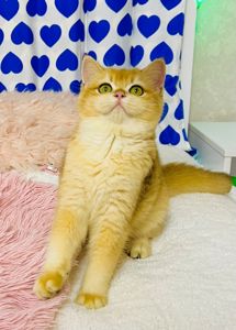 Британська золота шиншилла