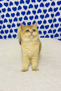 Британська золота шиншилла