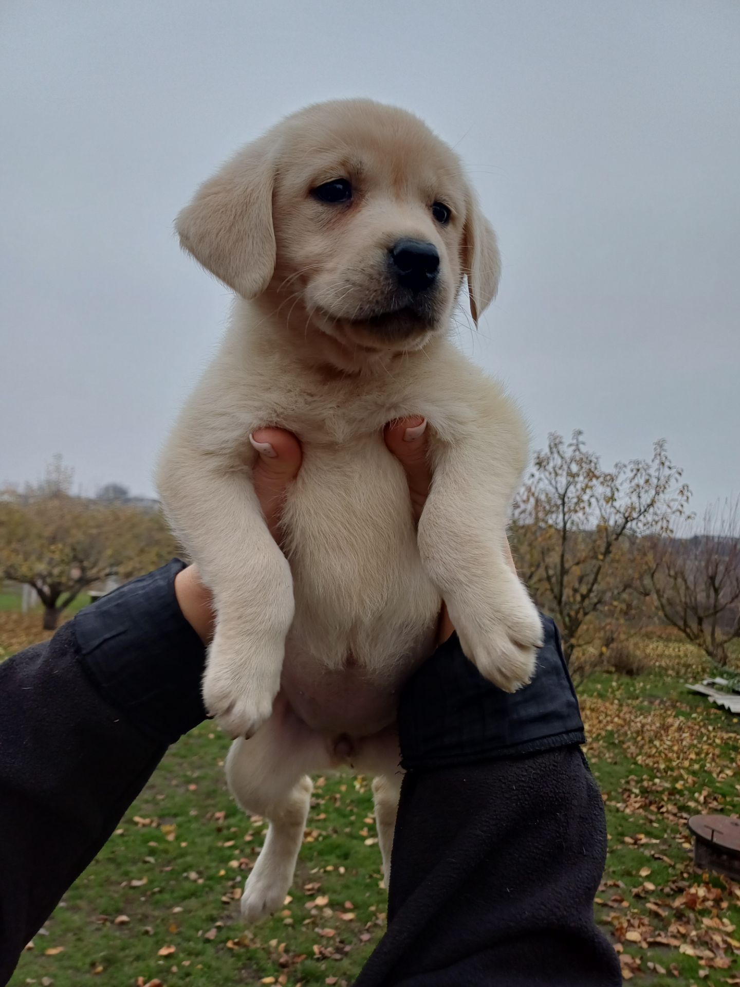Цуценята лабрадорчики