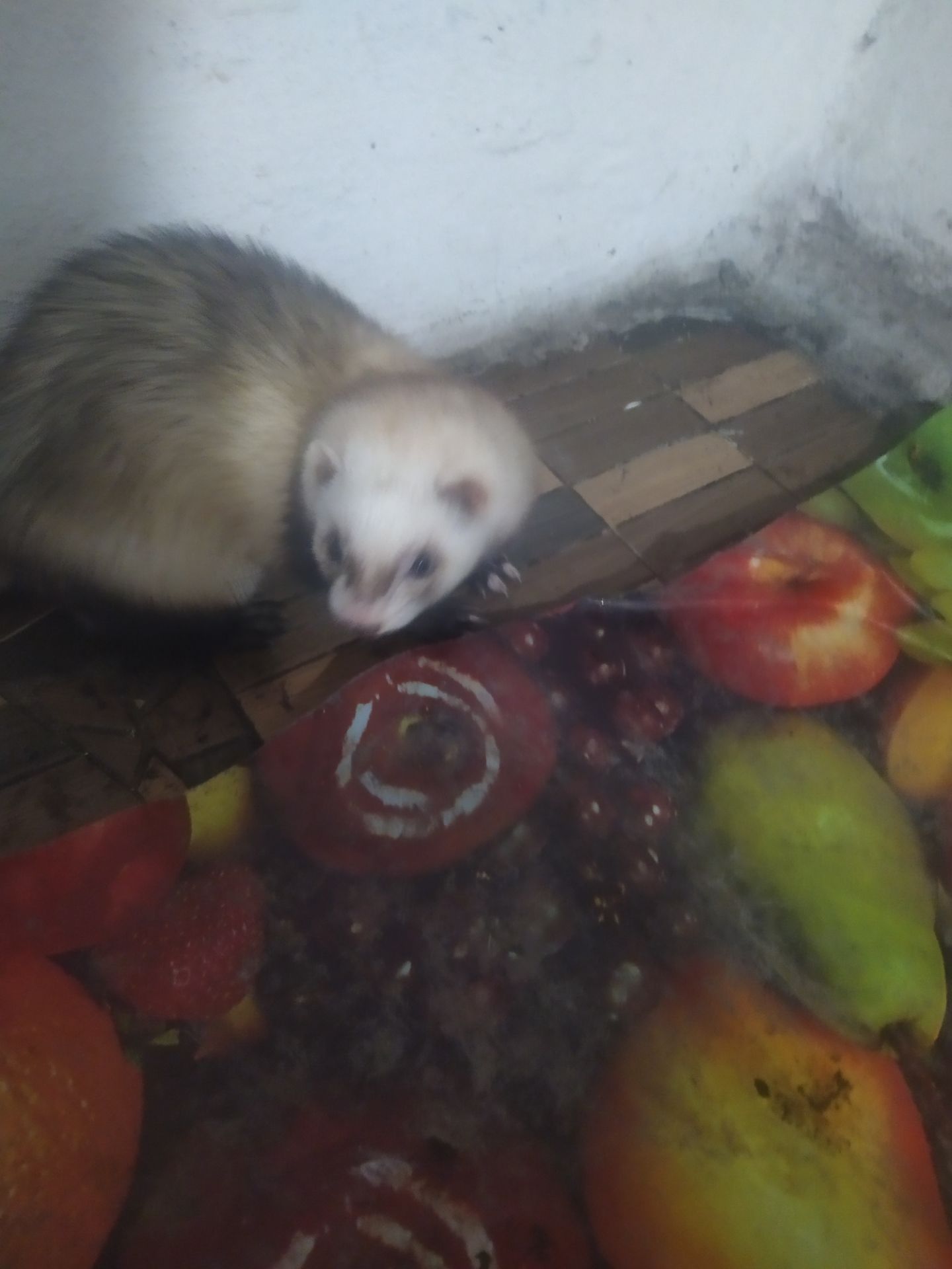 Домашние хорьки