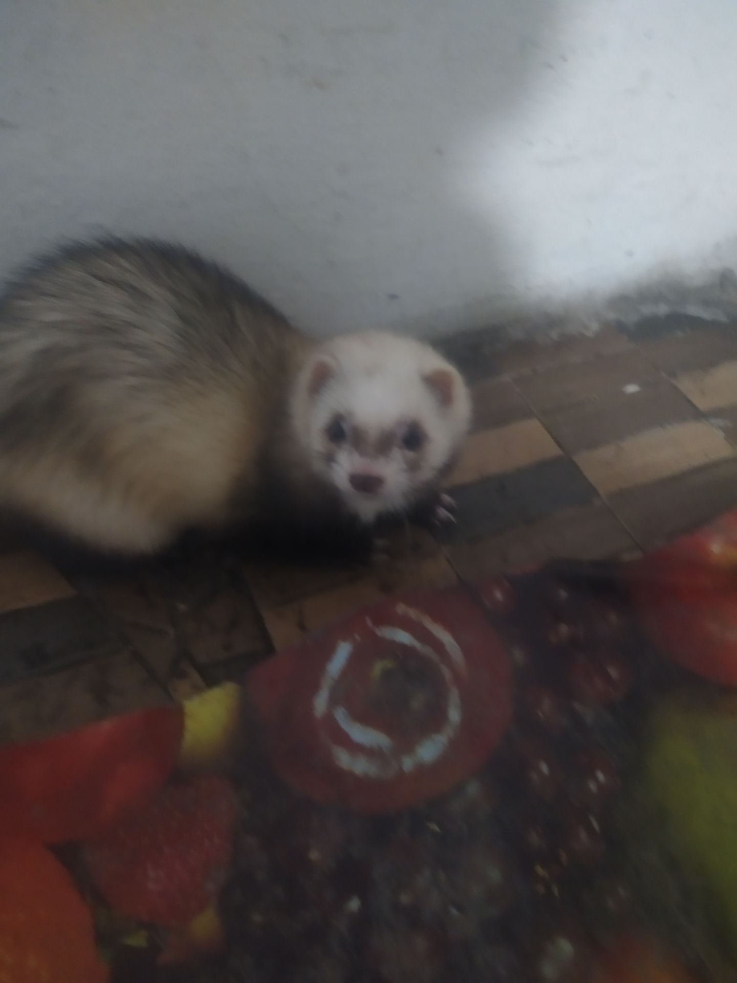 Домашние хорьки