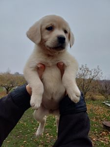 Цуценята лабрадорчики