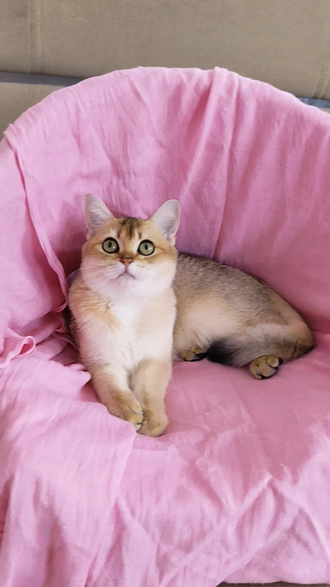 Золота шиншила