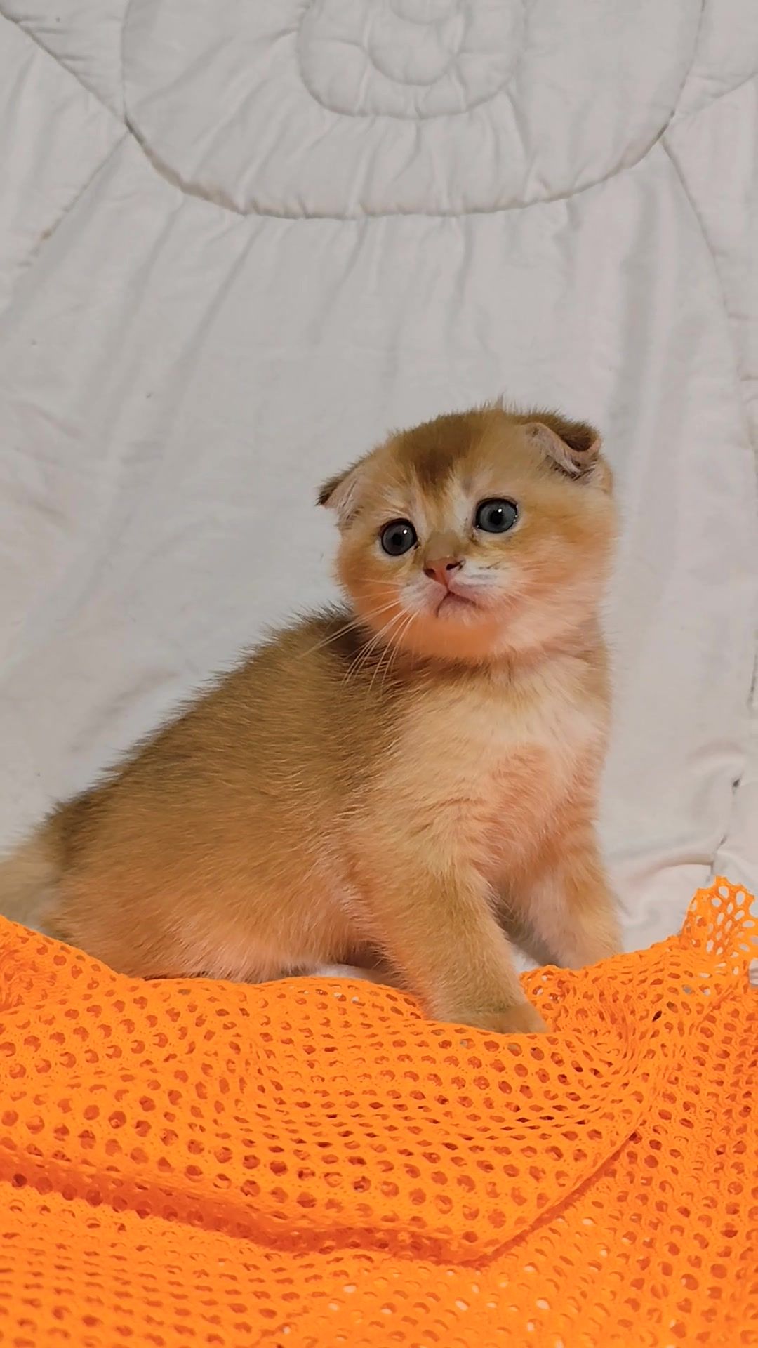 Золота шиншила