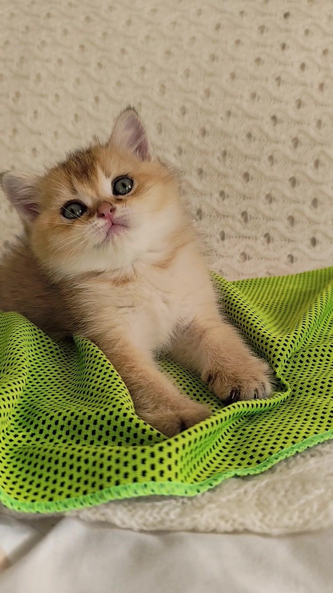 Золота шиншила