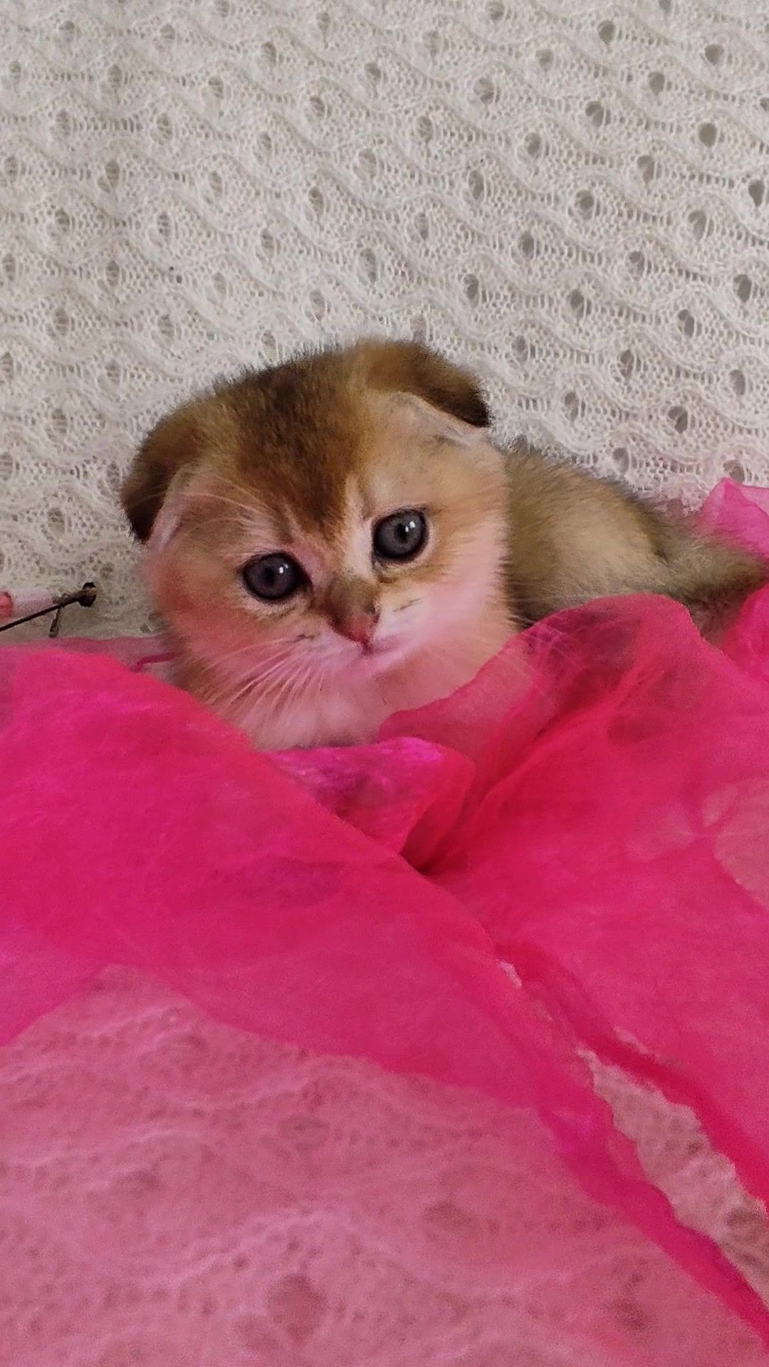 Золота шиншила