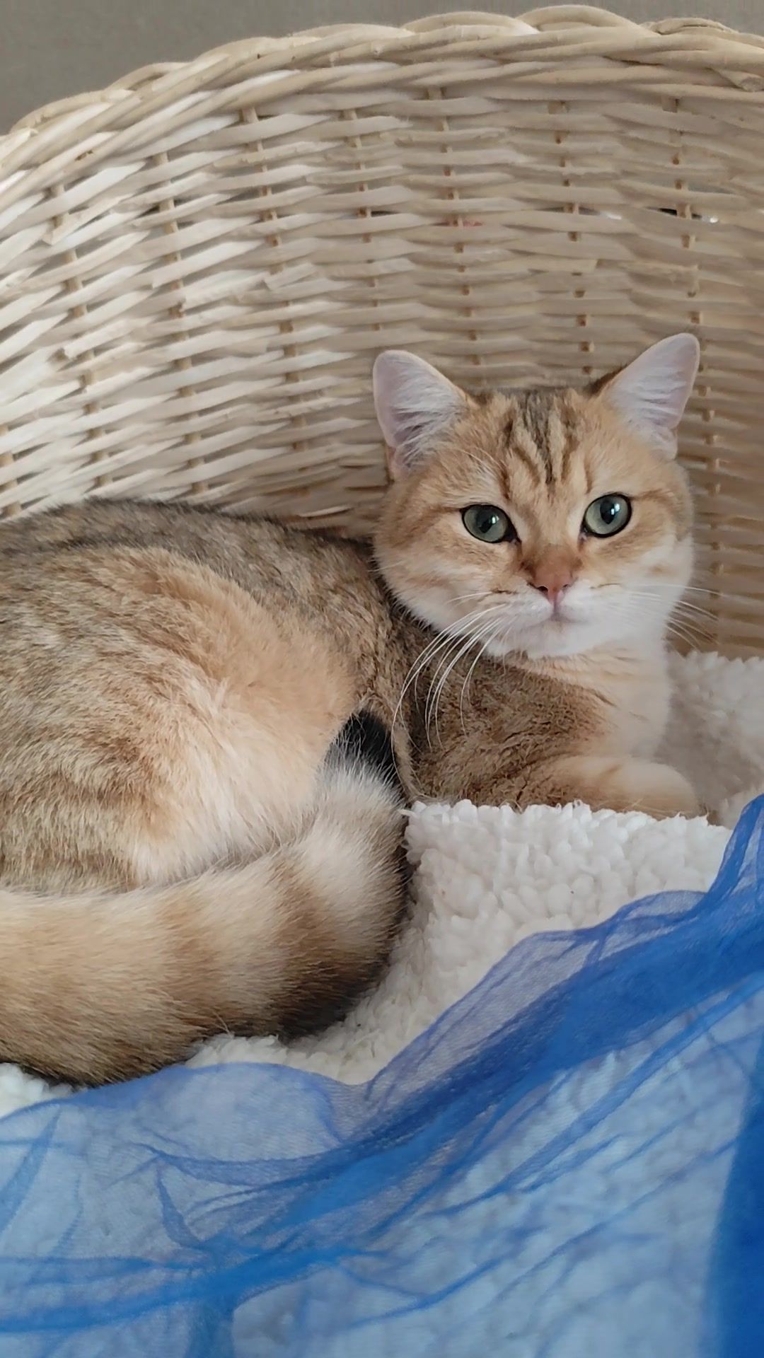 Золота шиншила