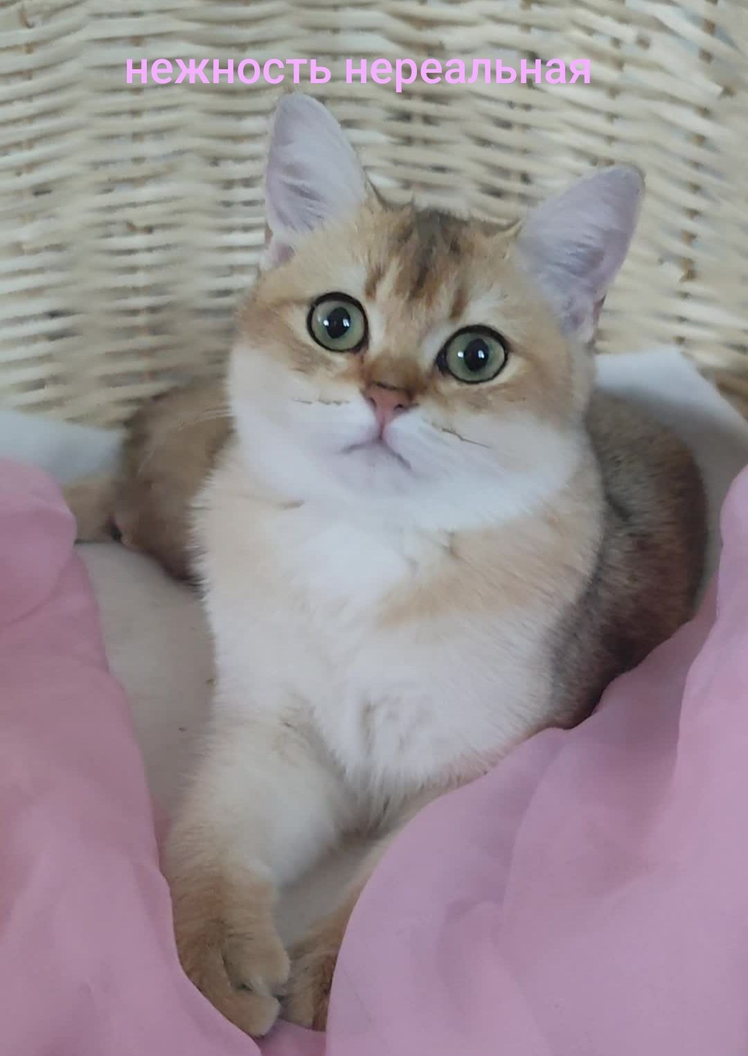 Золота шиншила