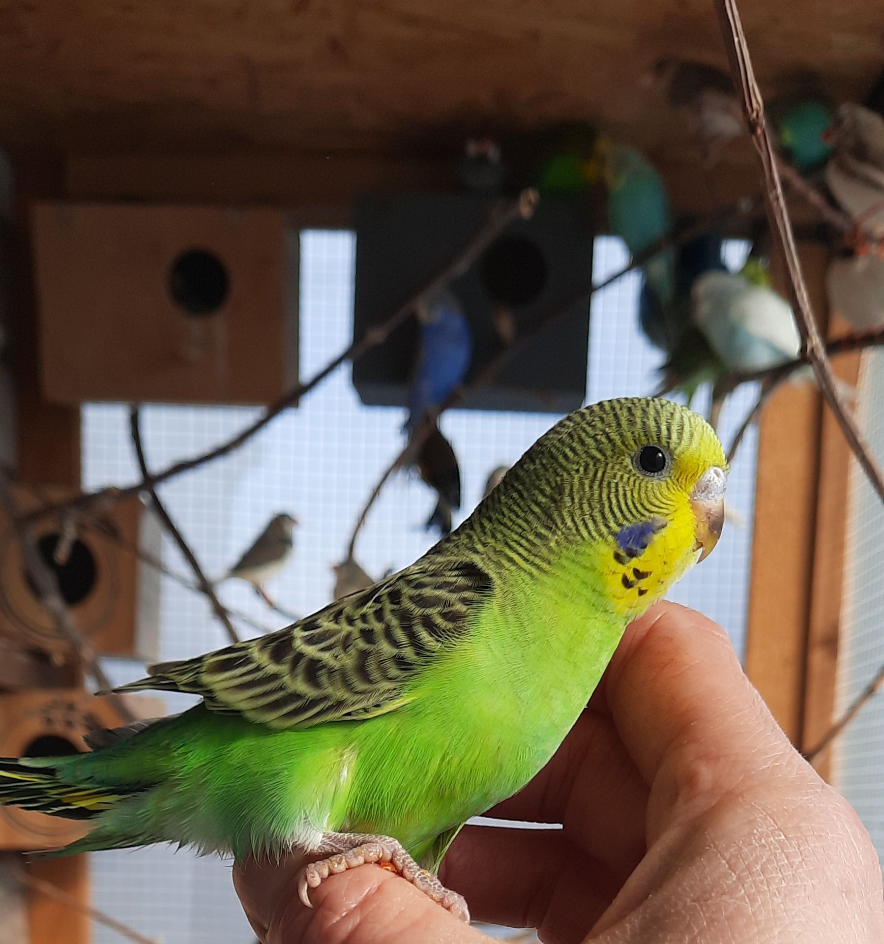 Хвилясті папуги