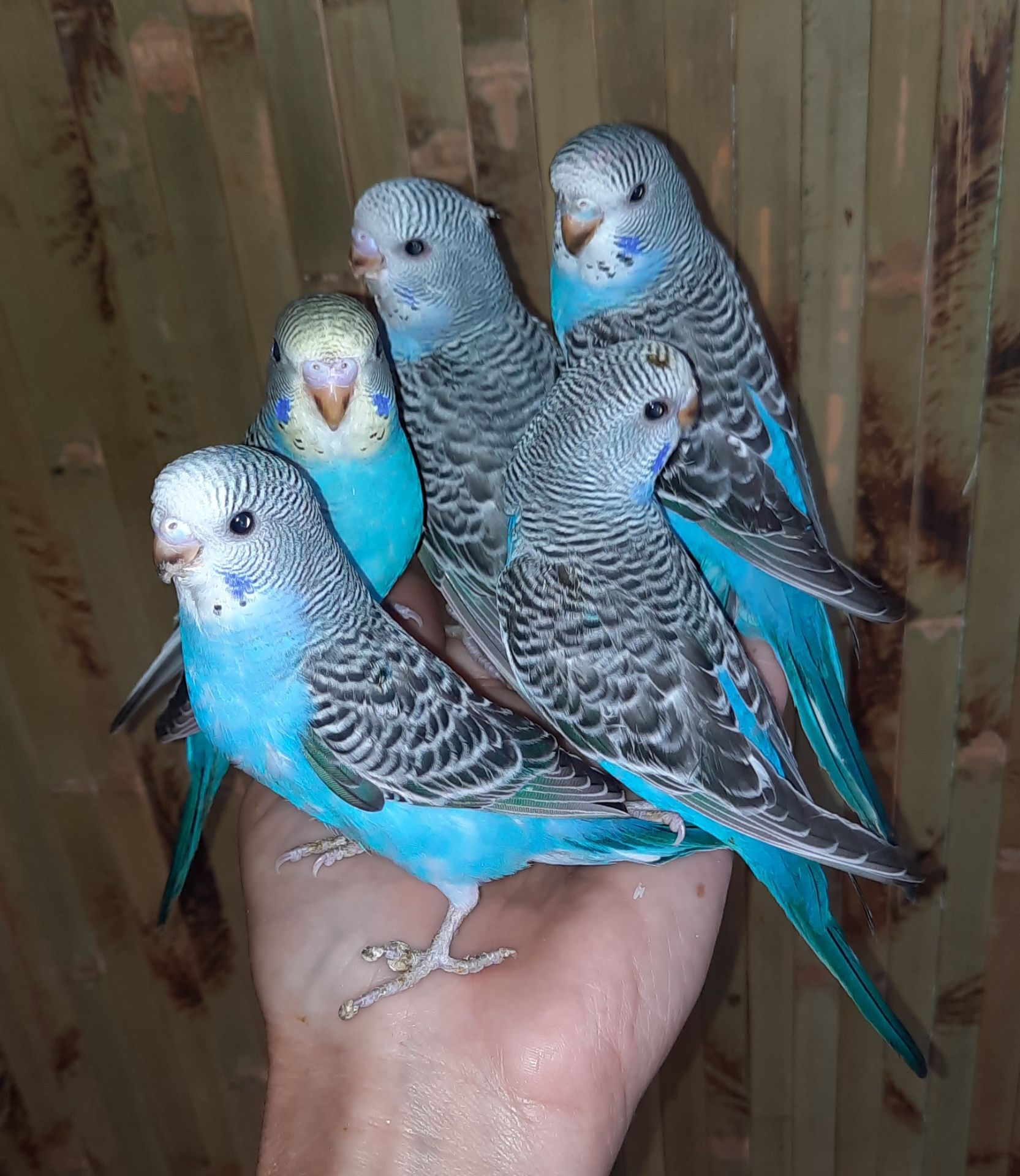 Хвилясті папуги