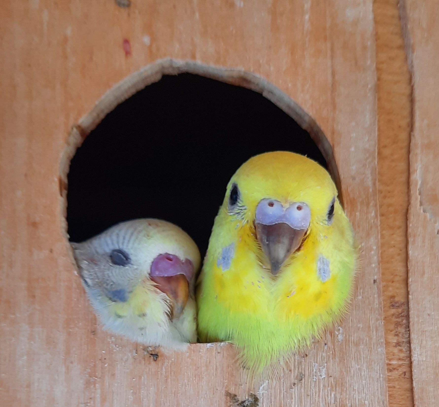 Хвилясті папуги