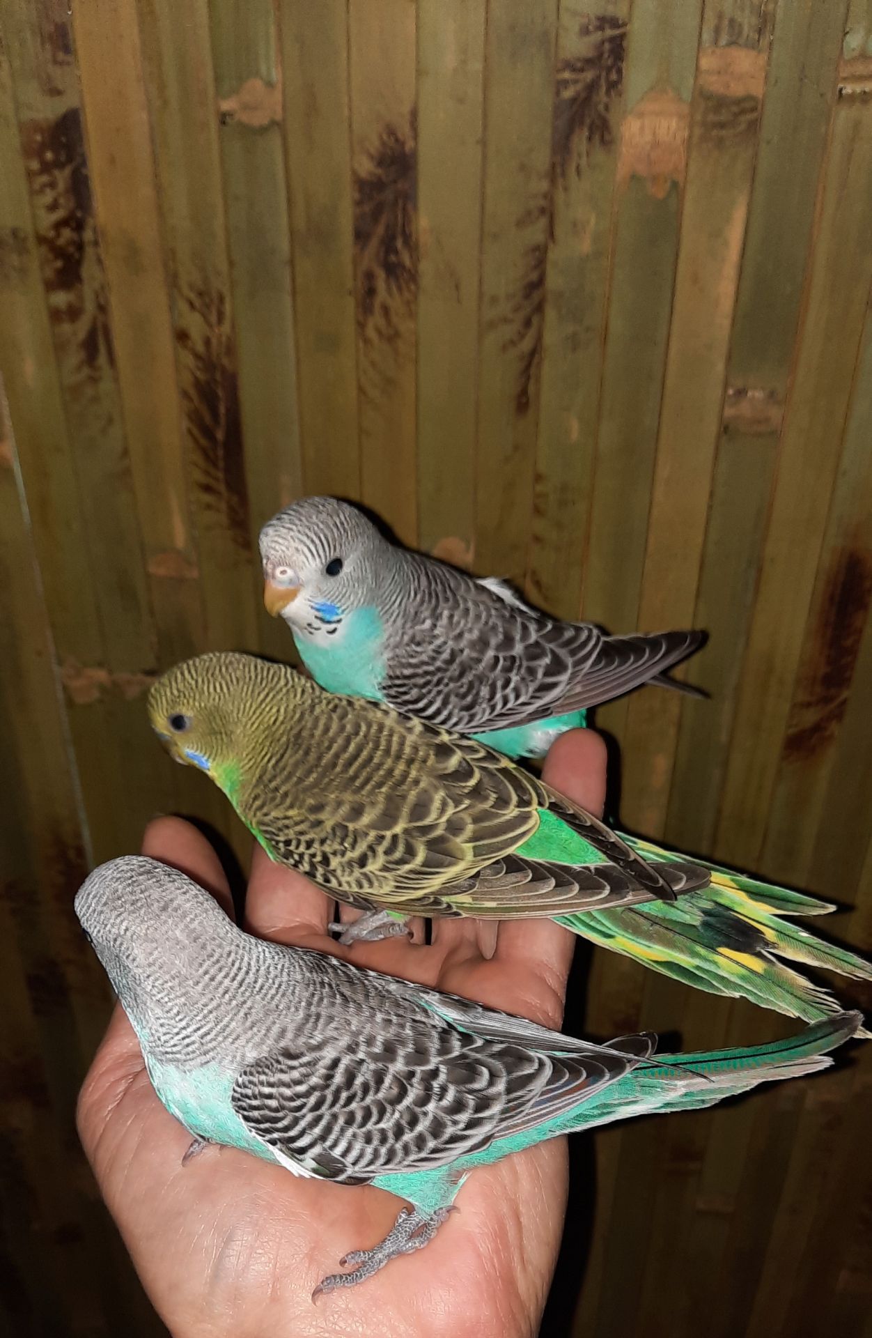 Хвилясті папуги