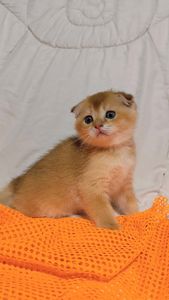 Золота шиншила