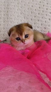 Золота шиншила