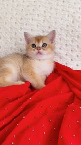 Золота шиншила