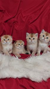 Золота шиншила