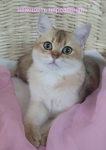 Золота шиншила