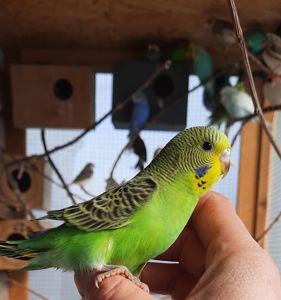 Хвилясті папуги