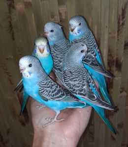 Хвилясті папуги