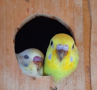 Хвилясті папуги