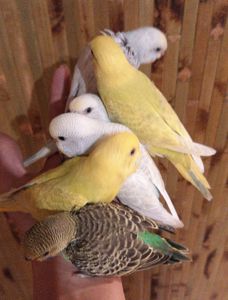 Хвилясті папуги