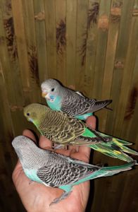 Хвилясті папуги