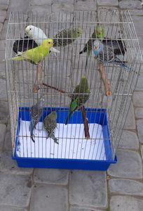 Хвилясті папуги