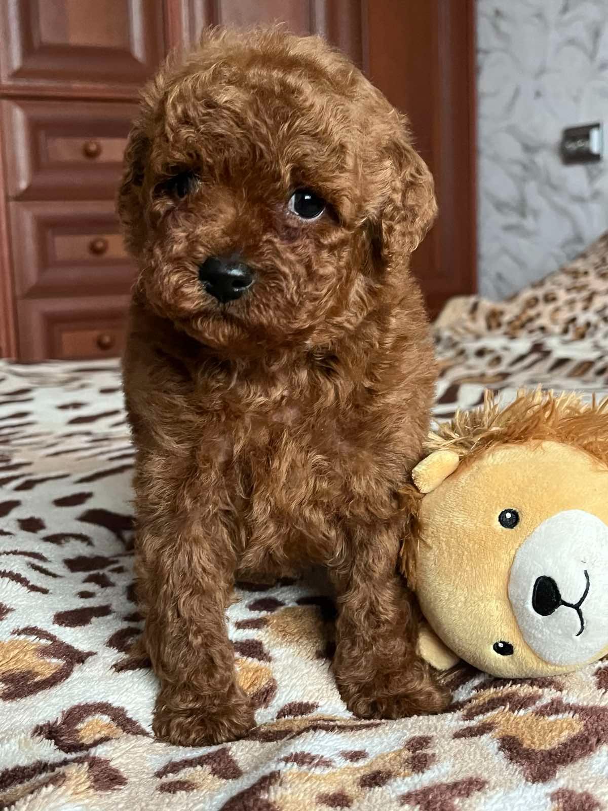 Щенки той пудель