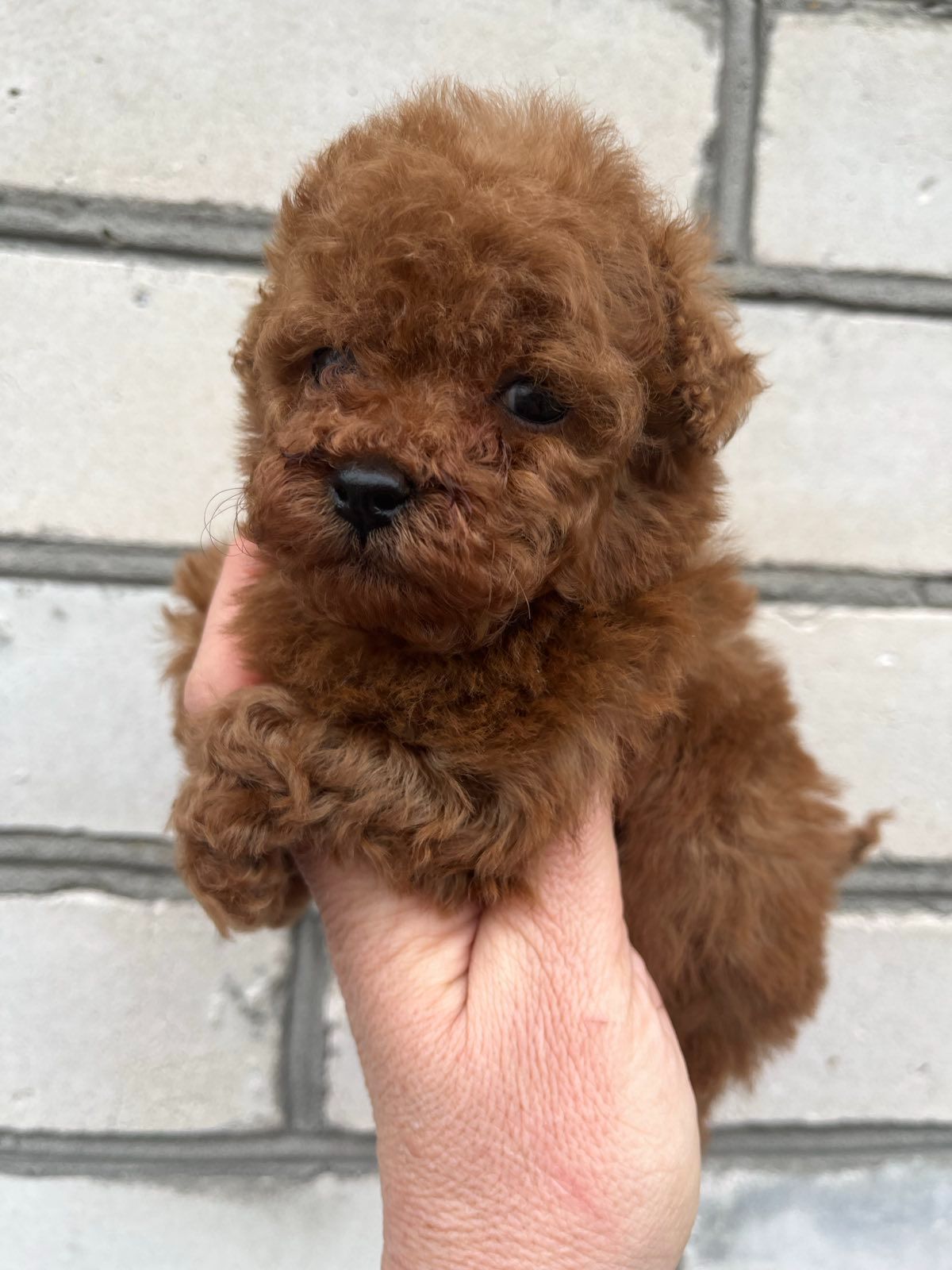 Щенки той пудель