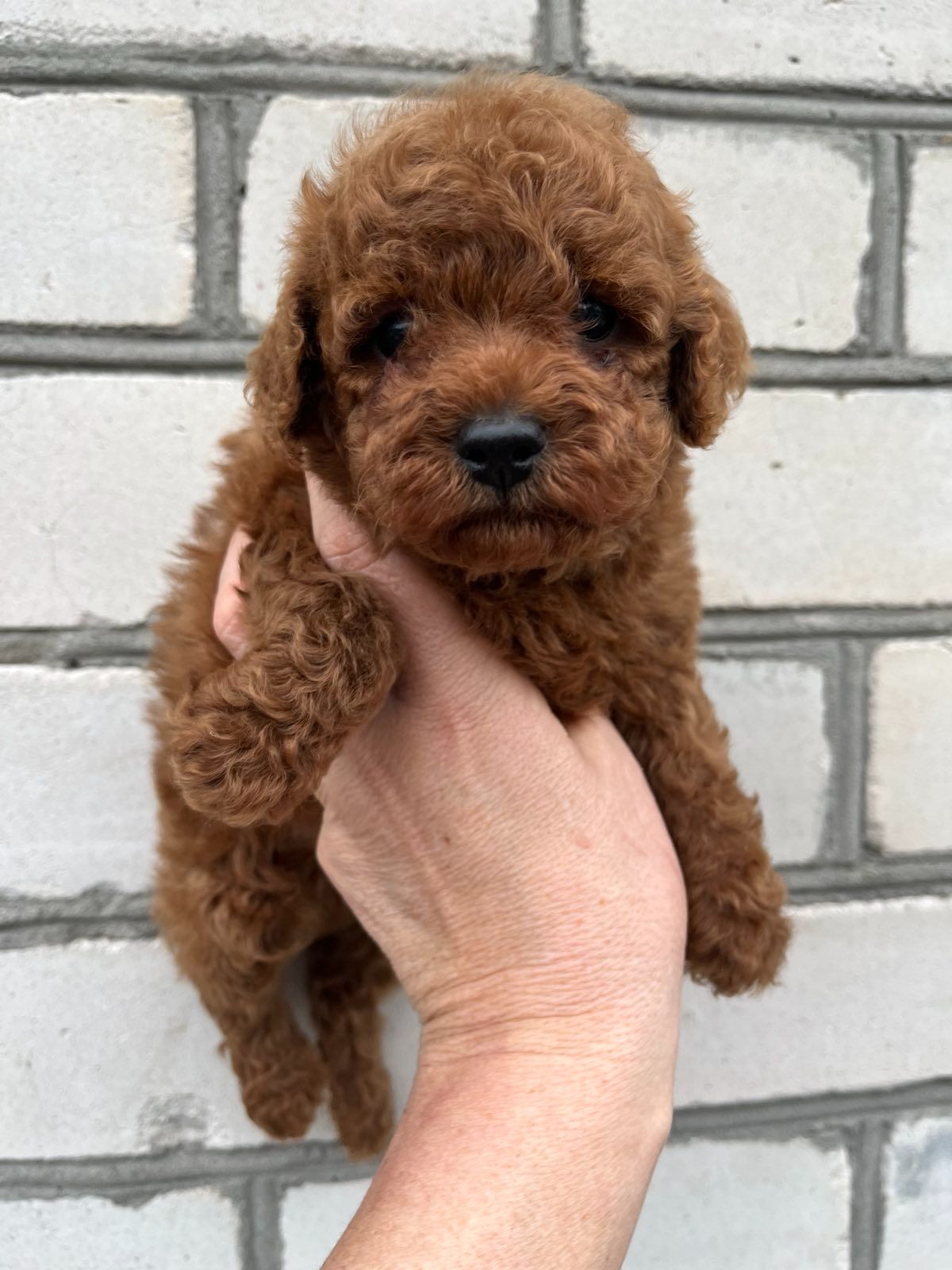 Щенки той пудель