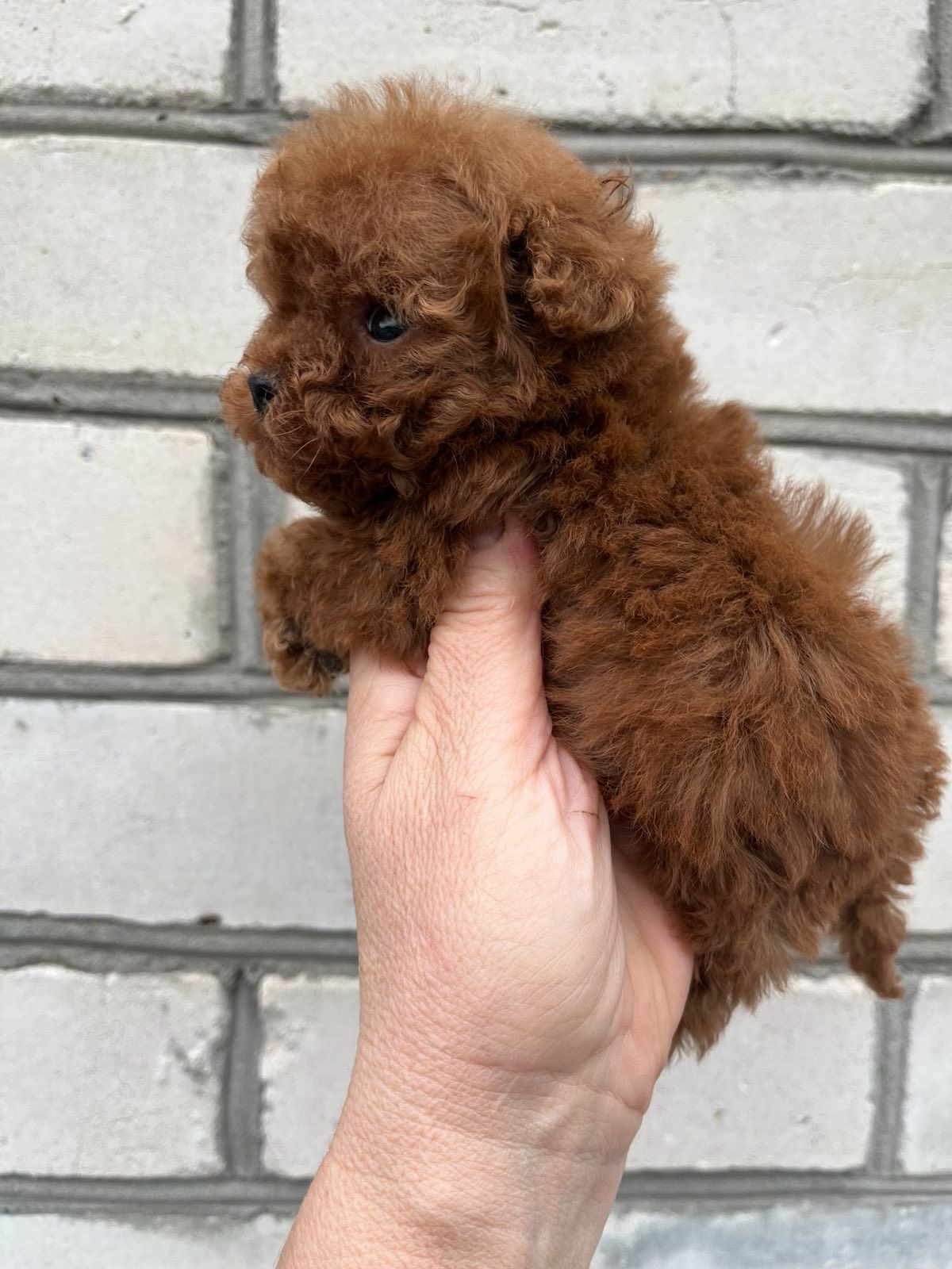 Щенки той пудель