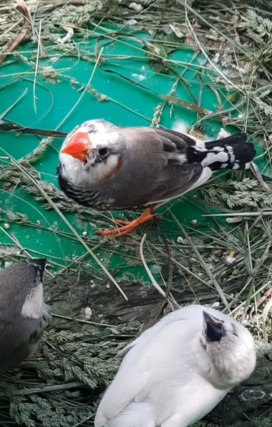 Зеброві амадіни