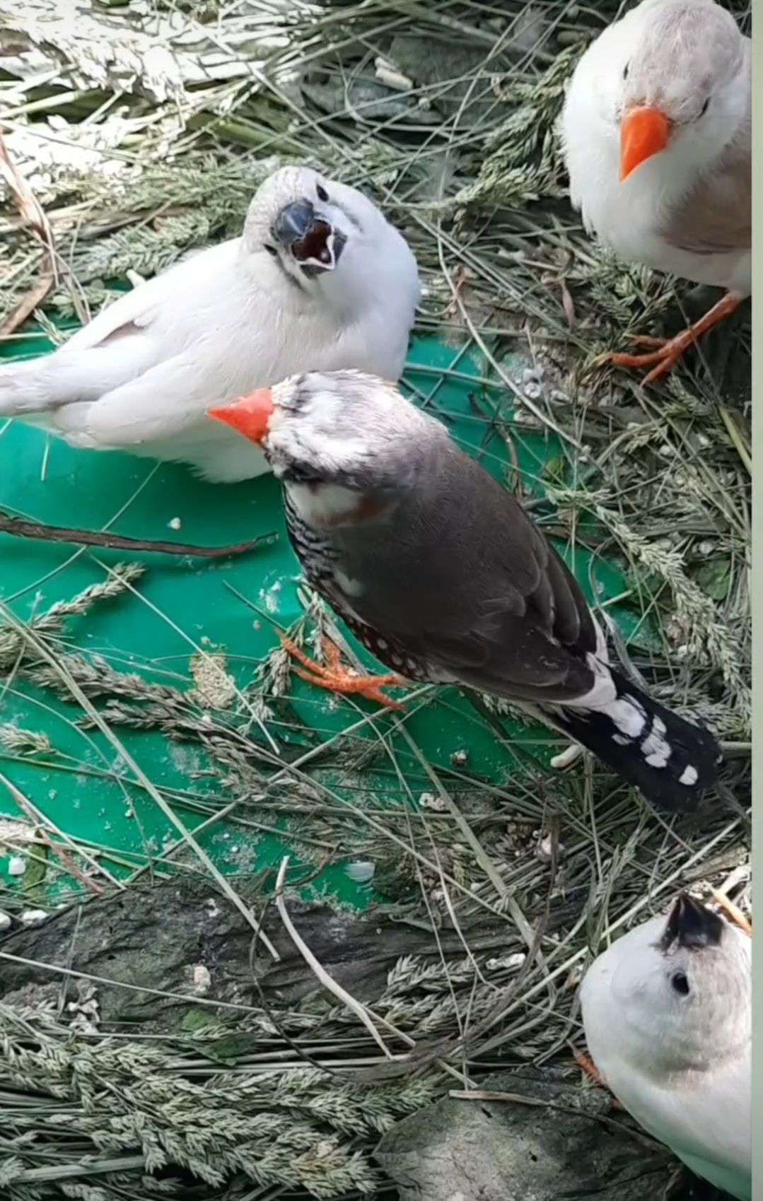 Зеброві амадіни