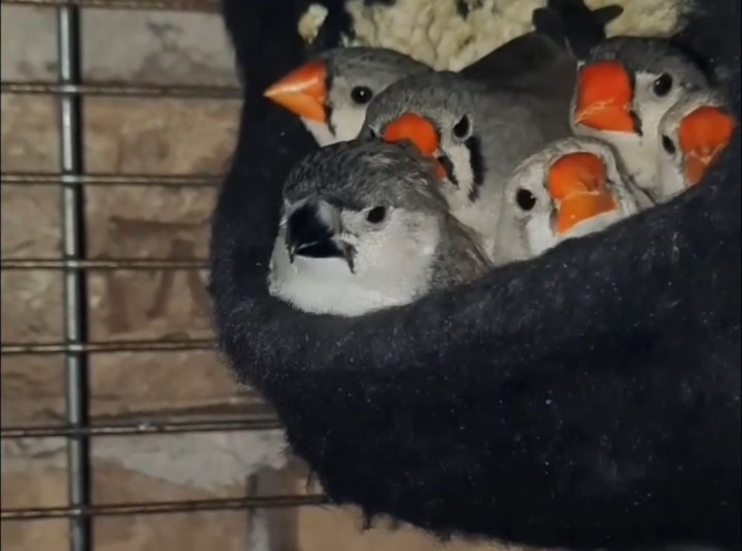 Зеброві амадіни