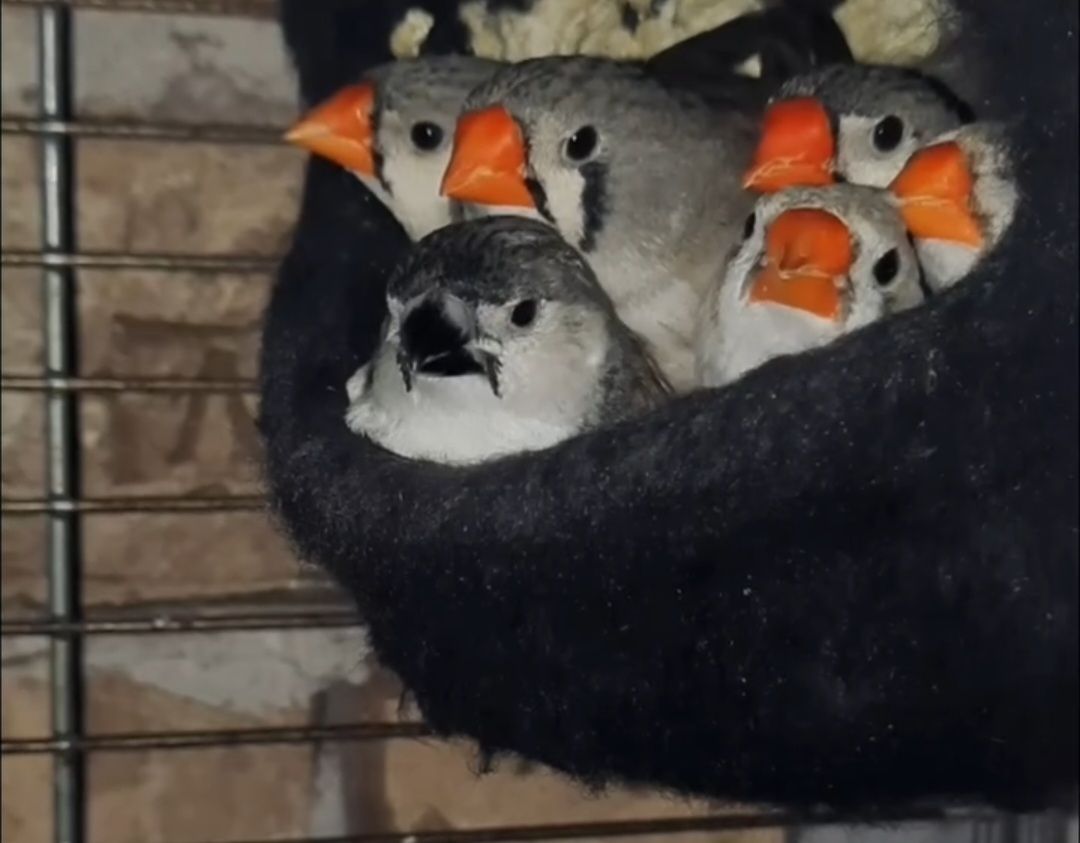 Зеброві амадіни