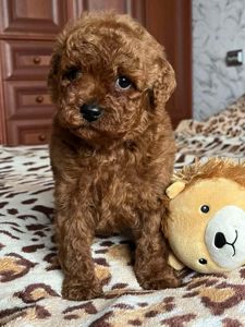 Щенки той пудель