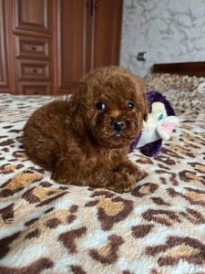 Щенки той пудель