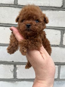 Щенки той пудель