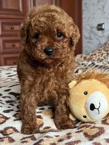 Щенки той пудель