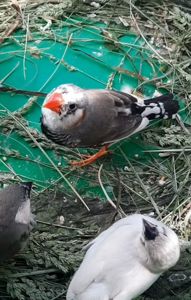 Зеброві амадіни