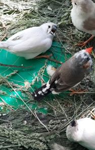 Зеброві амадіни