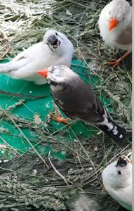 Зеброві амадіни