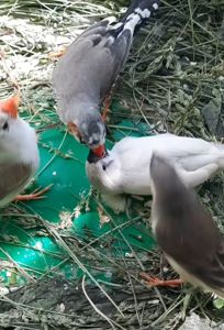 Зеброві амадіни