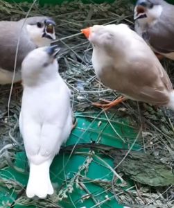 Зеброві амадіни