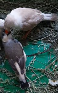 Зеброві амадіни