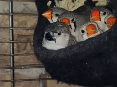 Зеброві амадіни